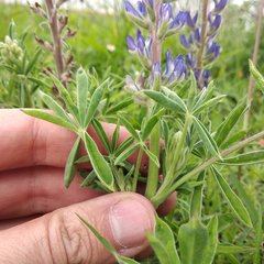 Lupinus campestris