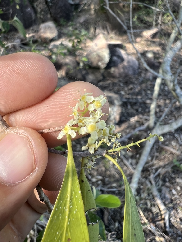 Denhamia disperma (Denhamia disperma)