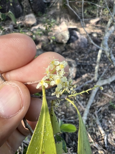 Denhamia disperma (Denhamia disperma)