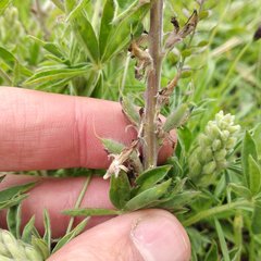 Lupinus campestris