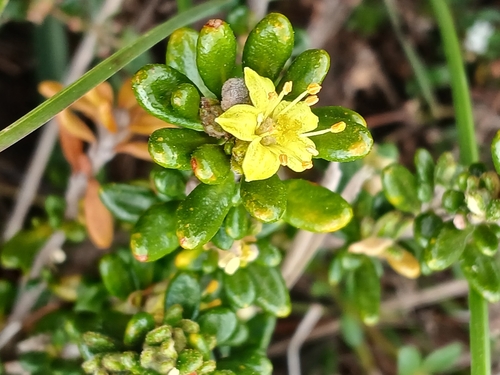 Image of Alpine Star Bush (Asterolasia trymalioides) by (c) Leon Perrie, some rights reserved (CC BY)