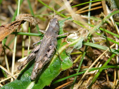 Chorthippus macrocerus