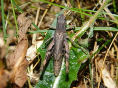 Chorthippus macrocerus