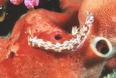 Hypselodoris iacula image