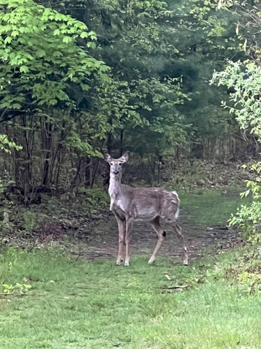 White-tailed Deer