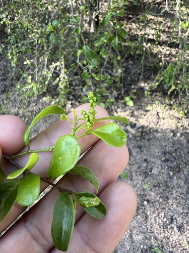 Antidesma parvifolium (Antidesma parvifolium)