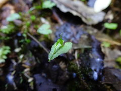Corybas acuminatus