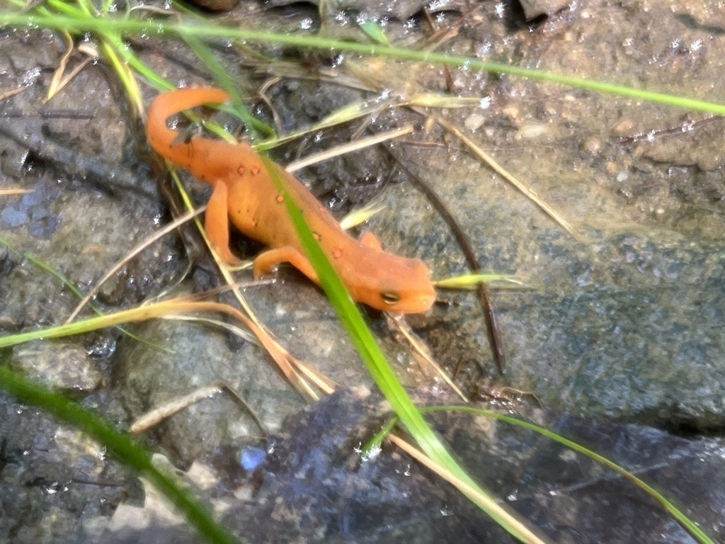 Red-spotted Newt