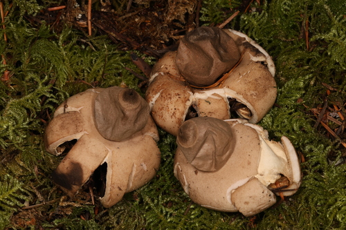 Geastrum saccatum