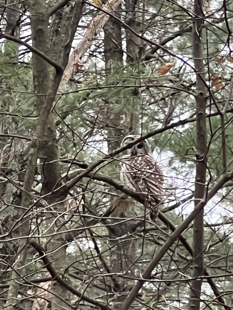 Barred Owl