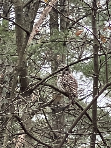 Barred Owl