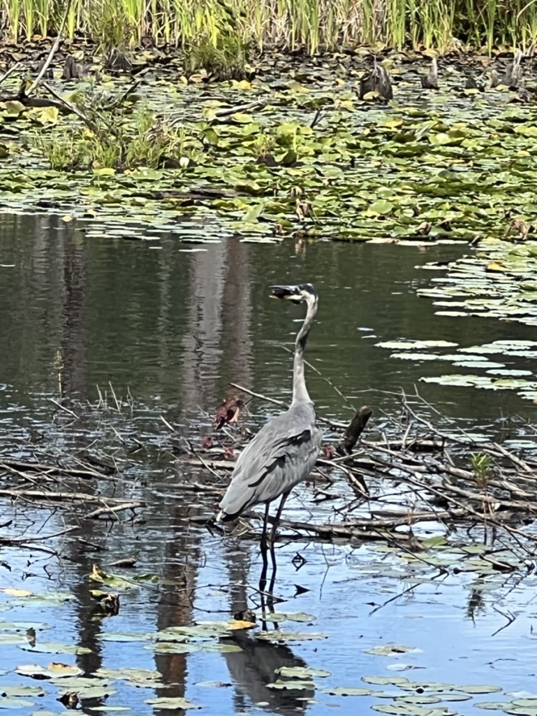 Great Blue Heron