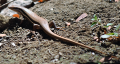 Trachylepis gravenhorstii