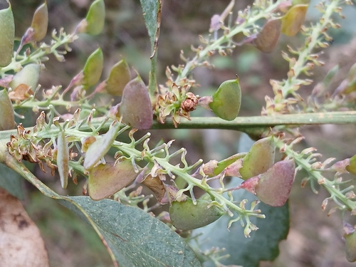 Image of Daviesia latifolia by (c) Leon Perrie, some rights reserved (CC BY)