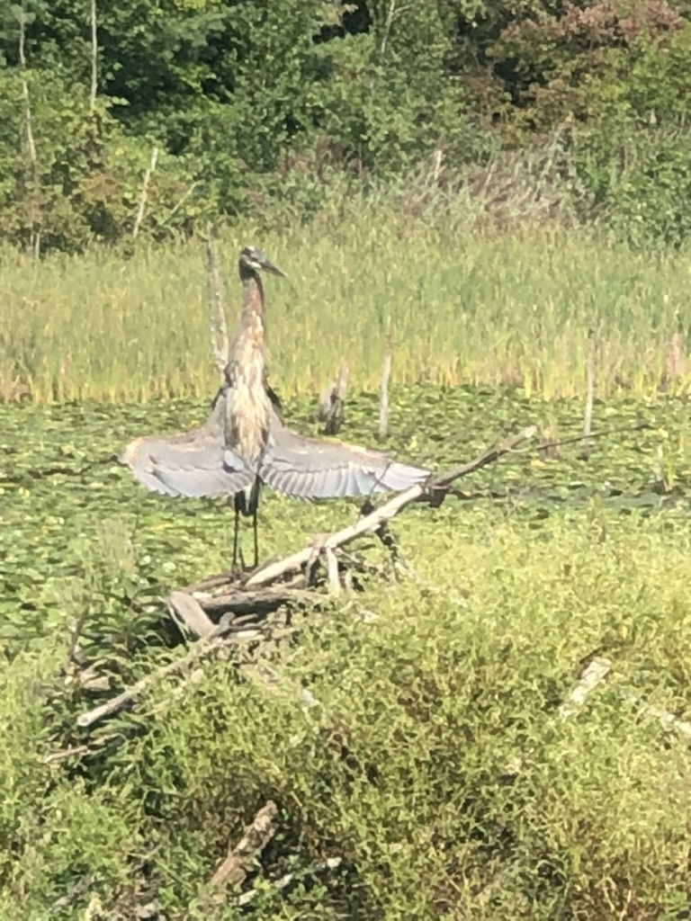 Great Blue Heron