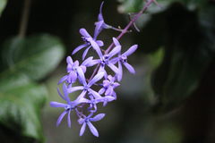 Petrea volubilis