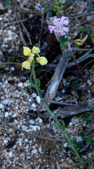 Linaria flava