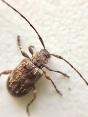 Leptostylus