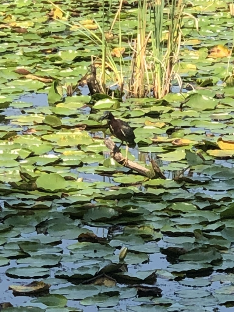 Green Heron