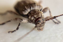 Leptostylus