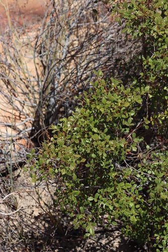 Image of Searsia dissecta by (c) Tony Rebelo, some rights reserved (CC BY-SA)