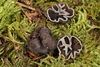 Genea sp. 'PNW01' - Photo (c) John Plischke, some rights reserved (CC BY-NC), uploaded by John Plischke