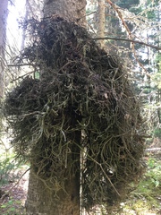 Chrysomyxa arctostaphyli