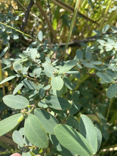 Euphorbia celastroides observed 2024-12-22
