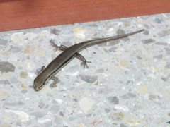 Marisora brachypoda