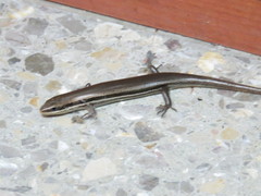 Marisora brachypoda