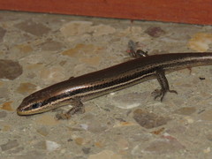 Marisora brachypoda