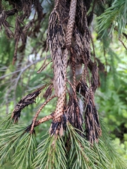 Herpotrichia juniperi