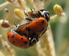 Hippodamia convergens