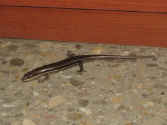 Marisora brachypoda
