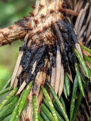 Herpotrichia juniperi