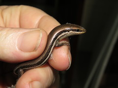 Marisora brachypoda