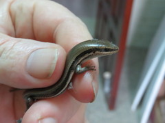 Marisora brachypoda