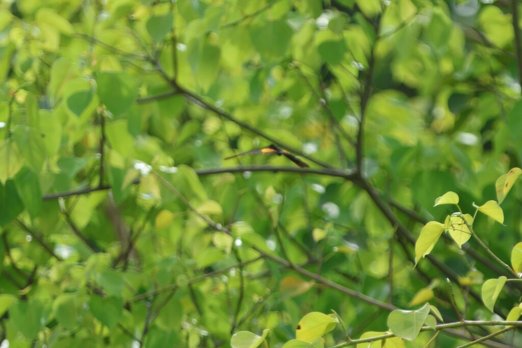 Criton Birdwing (Troides criton)
