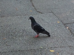 Columba livia domestica