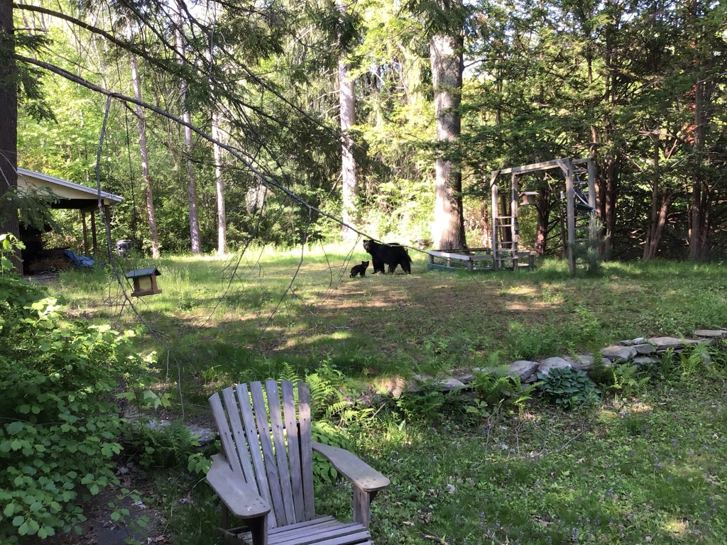 American Black Bear