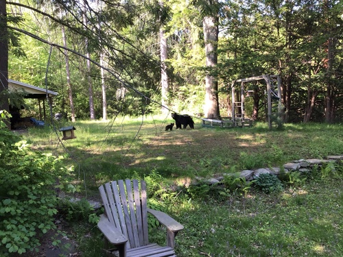 American Black Bear
