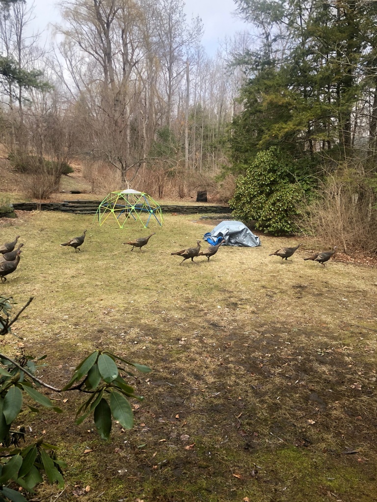 Wild Turkey