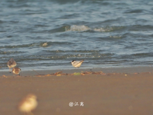 Little Tern