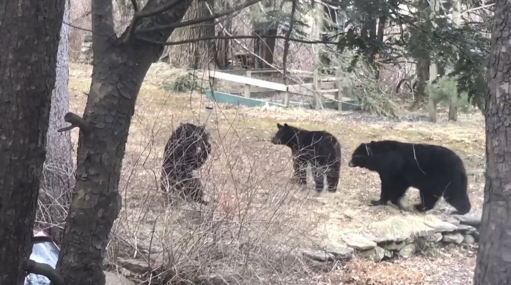 American Black Bear