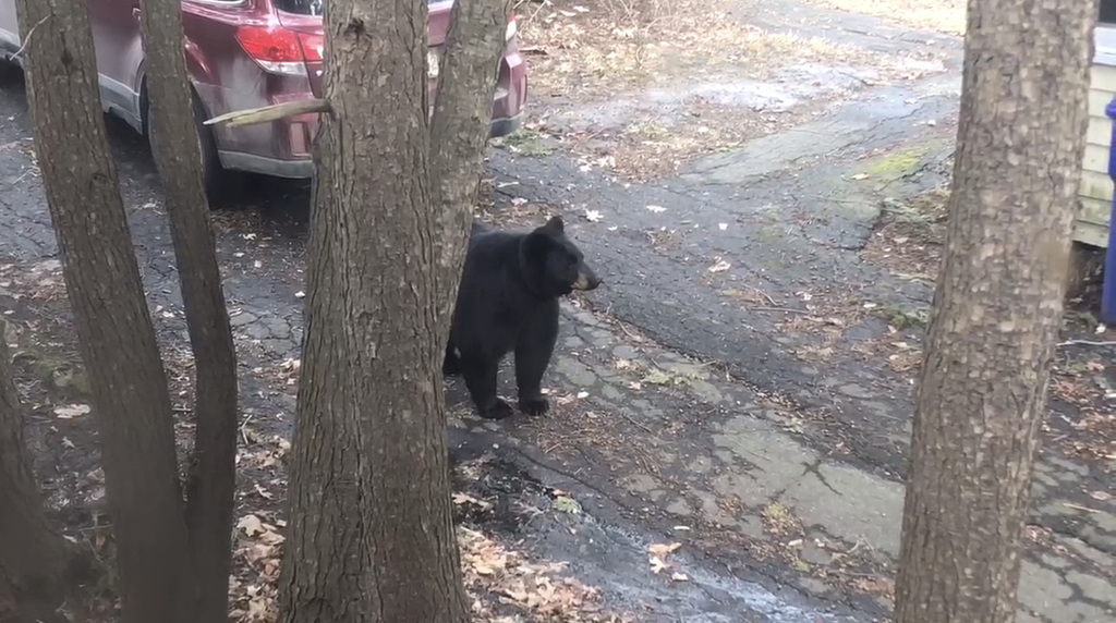 American Black Bear