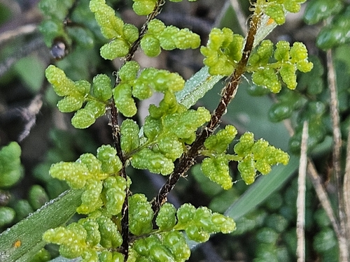 Image of Oeosporangium acrosticum by (c) Marc Riera, some rights reserved (CC BY)
