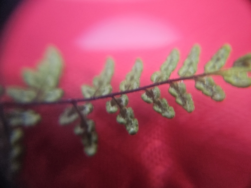 Image of Oeosporangium acrosticum by (c) Marc Riera, some rights reserved (CC BY)