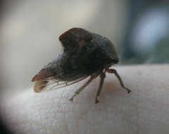 Telamona vestita
