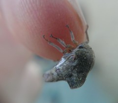 Telamona vestita