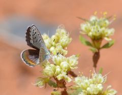 Euphilotes centralis